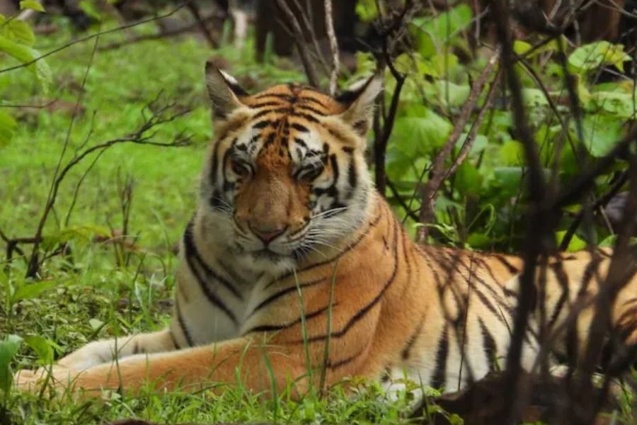 Human-Animal Conflict in Madhya Pradesh: 50 People Killed, 45 Tigers Dead in Eight Months
